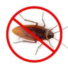 Metodi per eliminare scarafaggi in casa