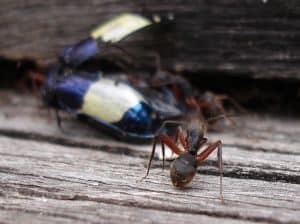 Una delle formiche giganti in giardino.