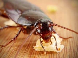 come prevenire gli scarafaggi in casa