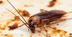 gli scarafaggi