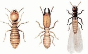 immagini termiti del legno