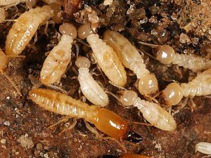 termiti in italia