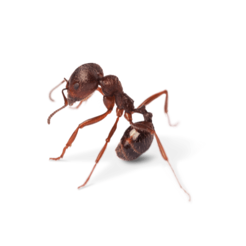 Disinfestazione formiche