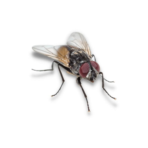 Disinfestazione mosche e moscerini