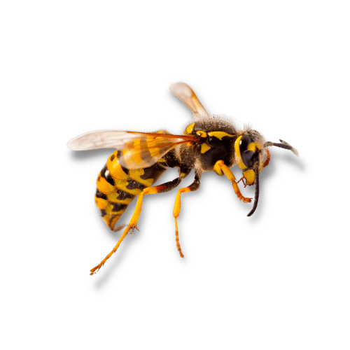 Disinfestazione vespe
