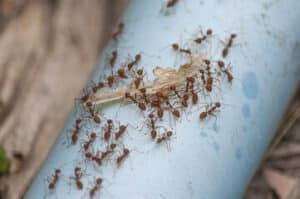 un gruppo di formiche trasportano una foglia