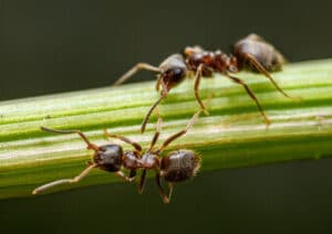 due formiche che camminano su un filo d'erba