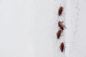 4 blatte che camminano in fila su un muro di casa bianco