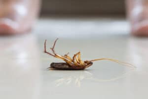 scarafaggio sul pavimento a zampe all'aria