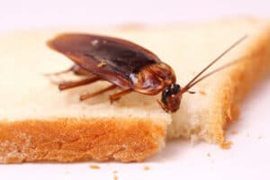 scarafaggio su una fetta di pane in cassetta smangiucchiata 