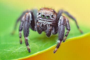 primo piano di ragno grigio neri e arancione con 4 occhi 2 centrali e due laterali visto di fronte cammina su una foglia verde