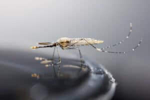 una zanzara vista da vicino poggiata su una supeficie bagnata