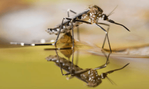 zanzara vista da vicino si riflette su uno specchio d'acqua